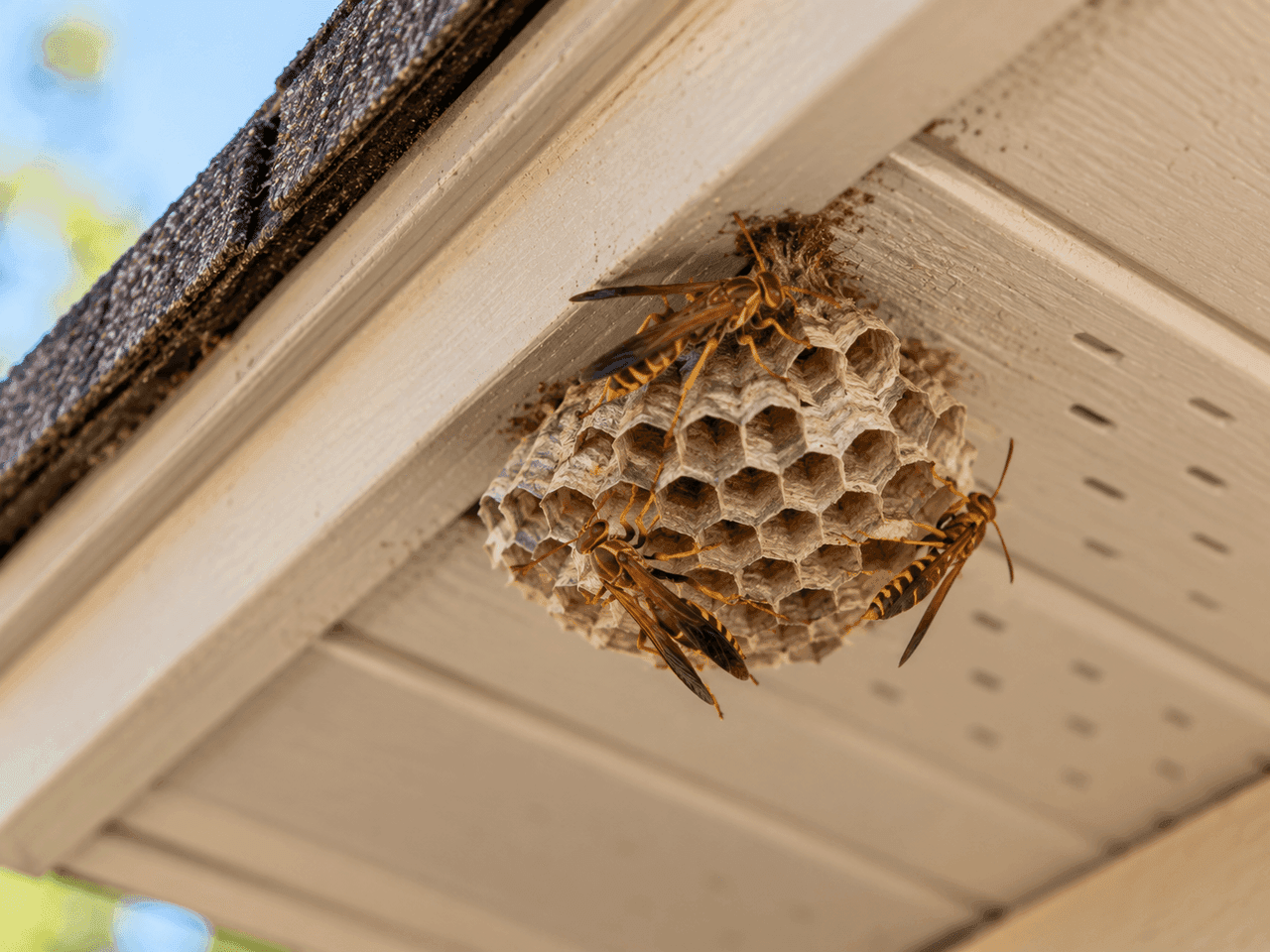 Paper wasps on a nest beneath a house eave.